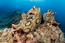 Two Spotted sea hares (Aplysia dactylomela), a tropical Atlantic species considered alien in Mediterranean Sea likely self-established due to increasing temperatures, on seabed, Marine Protected area...