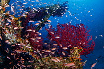 Shoal of Mediterranean Fairy basslet (Anthias anthias) swimming between Red gorgonian (Paramuricea clavata) that have colonised the crossbars of a sunken electricity pylon that fell into the sea durin...