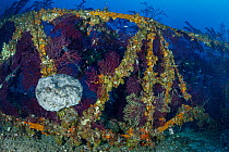 Red and yellow gorgonian (Paramuricea clavata) and Sponge (Sarcotragus foetidus) colonising the crossbars of a sunken electricity pylon that fell into the sea during a storm, Capri Island, Costa Amalf...