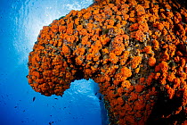 Star coral (Astroides calycularis) covering a rock, Capri Island, Italy, Tyrrhenian Sea.