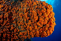 Star coral (Astroides calycularis) covering a rock, Capri Island, Italy, Tyrrhenian Sea.
