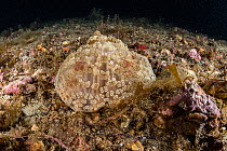 Actinia (Alicia mirabilis) anemone closed up during the day, Marine Protected area Punta Campanella, Costa Amalfitana, Italy, Tyrrhenian Sea.