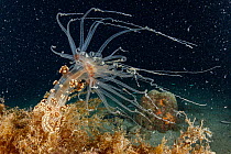 Actinia (Alicia mirabilis) anemone at night on the seabed, Marine Protected area Punta Campanella, Costa Amalfitana, Italy, Tyrrhenian Sea.
