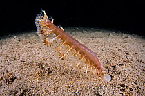 Spiny sea-pen (Pteroeides griseum) on sandy seabed, Marine Protected area Punta Campanella, Costa Amalfitana, Italy, Tyrrhenian Sea.