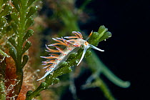 Pilgrim hervia nudibranch (Cratena peregrina) close up, Marine Protected area Punta Campanella, Costa Amalfitana, Italy, Tyrrhenian Sea.