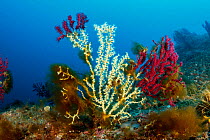 Gold coral (Savalia Savaglia) colonising Red gorgonian (Paramuricea clavata), Marine Protected area Punta Campanella, Costa Amalfitana, Italy, Tyrrhenian Sea.