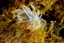Pair of White flabellina nudibranch (Luisella babai) mating, Marine Protected area Punta Campanella, Costa Amalfitana, Italy, Tyrrhenian Sea.