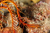 Feather star shrimp (Hippolyte prideauxiana) on a  Common feather star (Antedon bifida), Marine Protected area Punta Campanella, Costa Amalfitana, Italy, Tyrrhenian Sea.