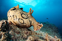 Spotted sea hare (Aplysia dactylomela), a tropical Atlantic species considered alien in the  Mediterranean Sea, likely self-established due to increasing temperatures, portrait, Marine Protected area...