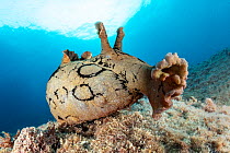 Spotted sea hare (Aplysia dactylomela), a tropical Atlantic species considered alien in the Mediterranean Sea, likely self-established due to increasing temperatures, portrait, Marine Protected area P...