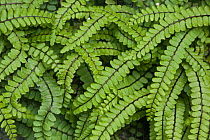 Maidenhair spleenwort fern (Asplenium trichomanes) fronds, Mull, Scotland, UK. June.