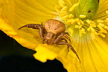 Crab spider (Xysticus kochi or Xysticus cristatus) on a flower, close up, Monmouthshire, Wales, UK. May.