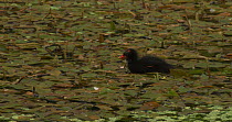 14 day old Moorhen (Gallinula chloropus) chick swimming through Water smartweed (Persicaria amphibia) on pond, Compton Martin, Somerset, England, May.