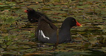Moorhen (Gallinula chloropus) parent and chick feeding on Water smartweed (Persicaria amphibia) in a pond, Compton Martin, Somerset, England, May.