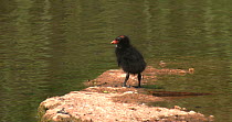 Moorhen (Gallinula chloropus) chick preening on a rock in a pond, Compton Martin, Somerset, England, May.
