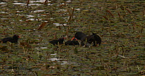Moorhen (Gallinula chloropus) parent feeding its chicks Water smartweed (Persicaria amphibia) in a pond, Compton Martin, Somerset, England, May.