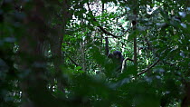 Bonobo (Pan paniscus) female sitting in the canopy after waking up, Lomako Yokokala Faunal Reserve, Democratic Republic of the Congo, August, 2020.