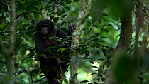 Bonobo (Pan paniscus) female sitting in the canopy at dawn before yawning, Lomako Yokokala Faunal Reserve, Democratic Republic of the Congo, August, 2020.