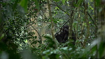 Bonobo (Pan paniscus) mother sitting on a branch in the canopy with her infant, before a male climbs down the tree, Lomako Yokokala Faunal Reserve, Democratic Republic of the Congo, August, 2020.