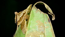 Bagworm moth caterpillar (Psychidae) feeding on a leaf from within its cocoon casing, decorated with pieces of leaves to protect and disguise itself from predators, Crocker Range, Sabah, Borneo, July.