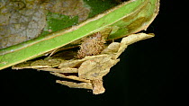 Bagworm moth caterpillar (Psychidae) crawling around a leaf from within its silk cocoon decorated with pieces of leaf to protect and disguise itself from predators, Crocker Range, Sabah, Borneo, July.