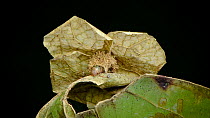 Bagworm moth caterpillar (Psychidae) crawling over a leaf from within its pupal case decorated with pieces of leaf to protect and disguise itself from predators, Crocker Range, Sabah, Borneo, July.