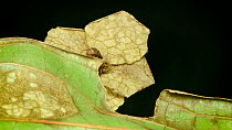 Bagworm moth caterpillar (Psychidae) crawling over a leaf whilst carrying its cocoon casing, decorated with pieces of leaf to protect and disguise itself from predators, Crocker Range, Sabah, Borneo,...