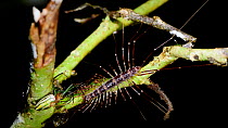 House Centipede (Scutigera sp.) holding a Long-jawed orb weaver spider (Leucauge) at night in the rainforest of Sabah, Borneo, Malaysia, July.