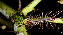 Centipede (Scutigera sp.) eating a Long-jawed orb weaver spider (Leucauge) at night in the rainforest of Sabah, Borneo, Malaysia, July.