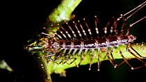Centipede (Scutigera sp.) eating a Long-jawed orb weaver spider (Leucauge) before crawling away at night in the rainforest of Sabah, Borneo, Malaysia, July.