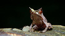 Long-nosed horned frog (Pelobatrachus nasutus) juvenile breathing, Crocker Range, Sabah, Borneo, July.
