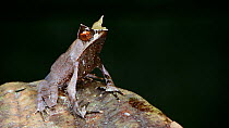Long-nosed horned frog (Pelobatrachus nasutus) juvenile side profile on the forest floor, Crocker Range, Sabah, Borneo, July.