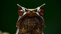 Long-nosed horned frog (Pelobatrachus nasutus) juvenile close up portrait, closing its eyes, showing the nictitating membrane, Crocker Range, Sabah, Borneo, July.