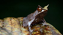 Long-nosed horned frog (Pelobatrachus nasutus) juvenile moving from front view to side view, Crocker Range, Sabah, Borneo, July.