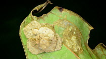 Bagworm moth caterpillar (Psychidae) defecating fecal pellet (frass) from its lower opening. The larvae lies hidden within its coccon casing, decorated with pieces of leaf to protect and disguise itse...