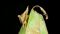 Bagworm moth caterpillar (Psychidae) feeding on a leaf from within its cocoon casing, decorated with pieces of leaf to protect and disguise itself from predators, Crocker Range, Sabah, Borneo, July.