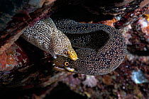 Two moray eels (Gymnothorax meleagris) fighting, Kagoshima Prefecture, Japan