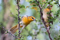 Bullock's oriole ( Icterus bullockii) female, perched on branch with grasshopper in beak, Texas, USA. May.