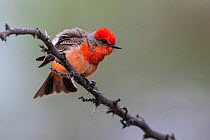 Vermilion flycatcher (Pyrocephalus obscurus) perched on branch, Texas, USA. March.
