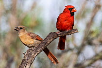 Pair of Cardinals (Cardinalis cardinalis) perched on branch, male on right, Texas, USA. May.
