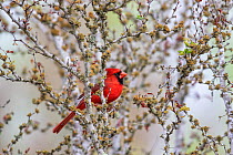 Cardinal (Cardinalis cardinalis) male, perched in tree, Texas, USA. April.
