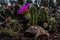 Texas tortoise (Gopherus berlandieri) young, walking among flowering cacti, Texas, USA. April.