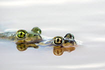 Pair of Couch's spadefoot toads (Scaphiopus couchii) mating in water, Texas, USA. June.