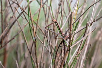Walking stick (Phasmatodea) camouflaged in grass, Texas, USA. June.