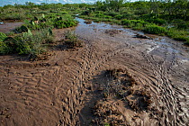 Texas tortoise (Gopherus berlandieri) tracks on wet desert floor after rain, Texas, USA. June.