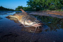 Catfish (Siluriformes) stranded in shallow water after flooding on a Texas ranch, Texas, USA. June.