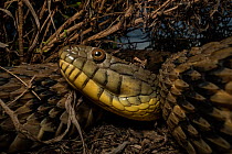 Banded water snake (Nerodia fasciata) at dusk, portrait, Texas, USA. May.