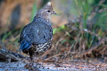 Scaled quail (Callipepla squamata) walking on wet ground, Texas, USA. June.