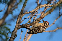 Ladderbacked woodpecker (Dryobates scalaris) perched on branch, Texas, USA. June.