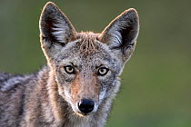 Coyote (Canis latrans) female, head portrait, Texas, USA. April.